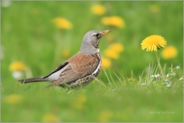 <p>DROZD KVÍČALA (Turdus pilaris) /Fieldfare - Wacholderdrossel/</p>